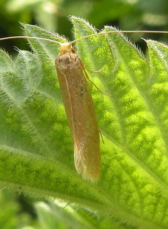 Grossa Adelidae?